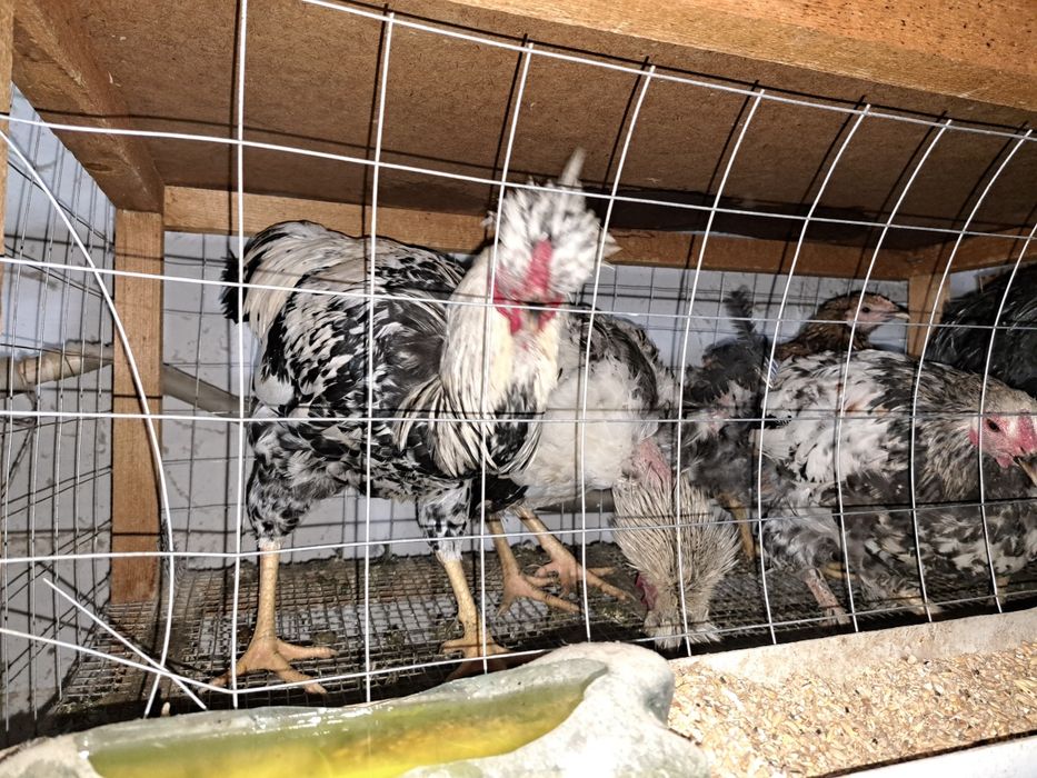 Тауыққа сетка бар сатылатын