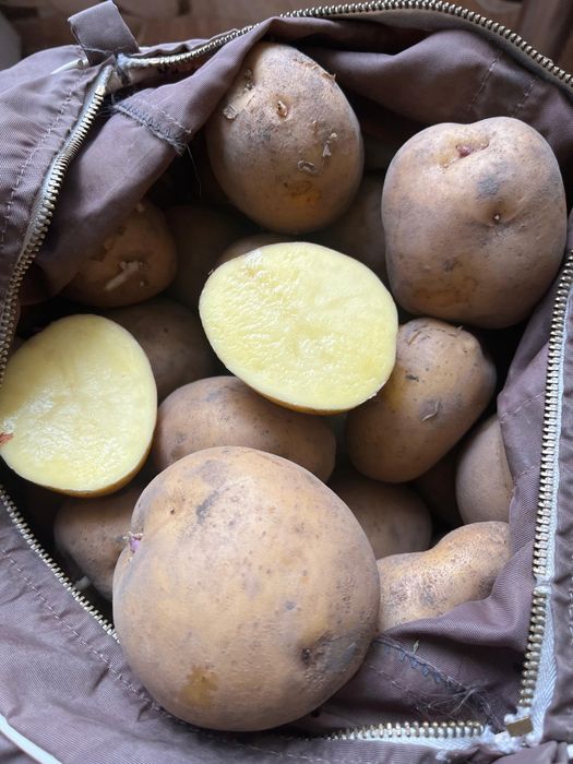 Продам посадочный картофель