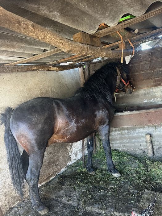 ARMĂSAR DE VÂNZARE  în vârstă de 2 ani și 2 luni,