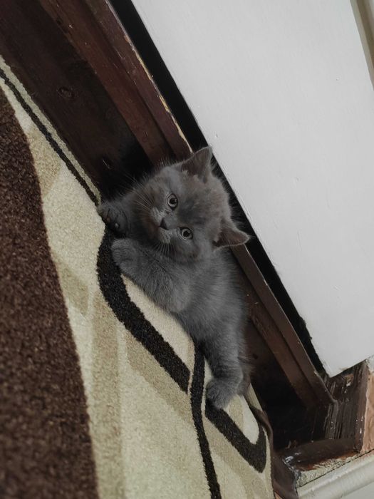 Домашни любимци котки