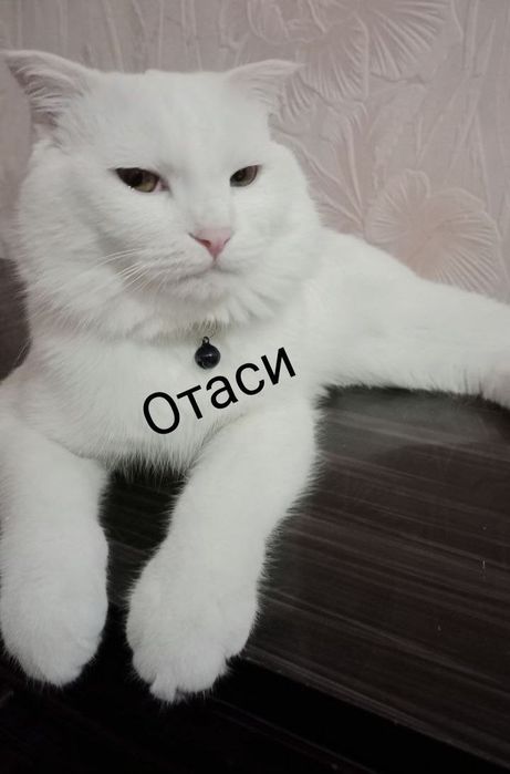 Скоттиш. Фолд. 2.ойлик. Мушук. Боласи  ақилли.