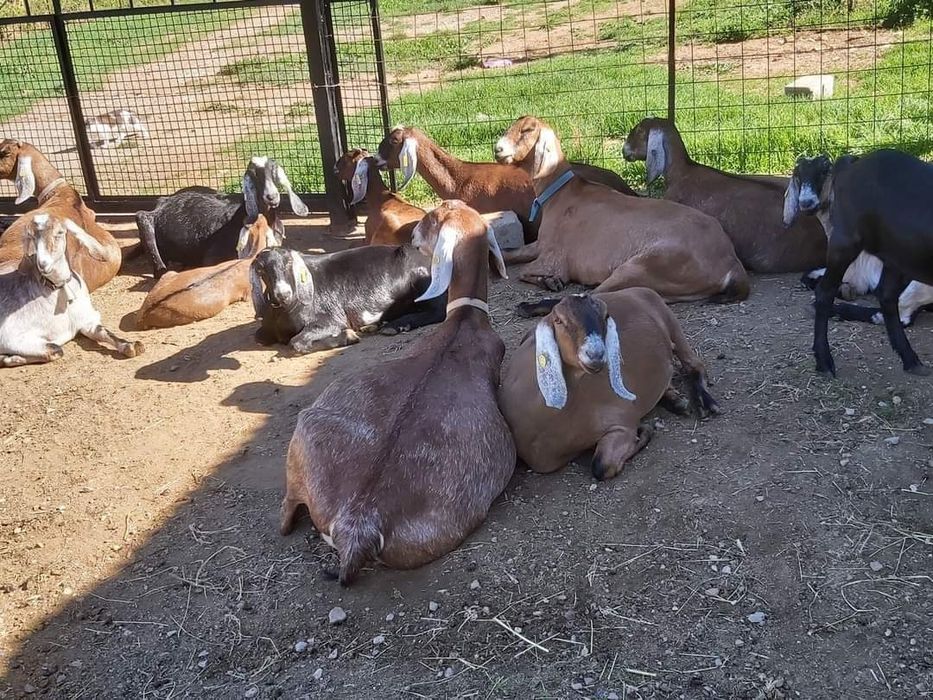 Capre anglo nubiene cu pedigree