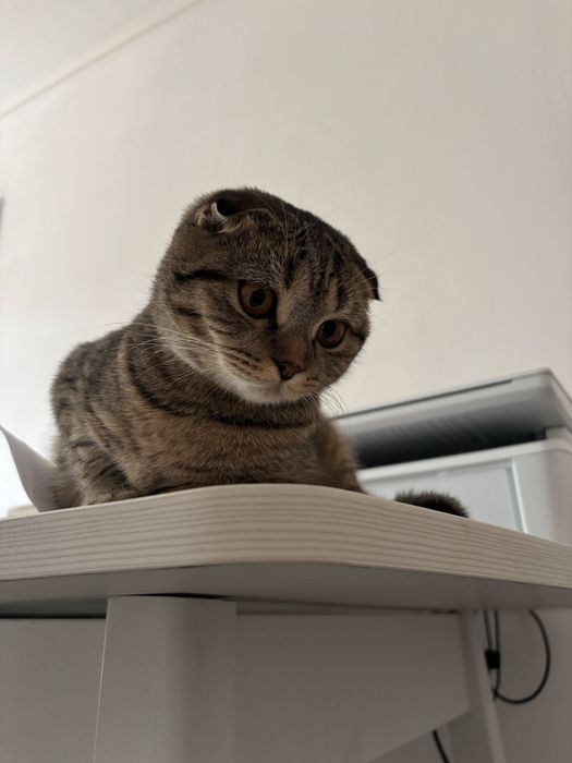 Отдам кошку в добрые руки