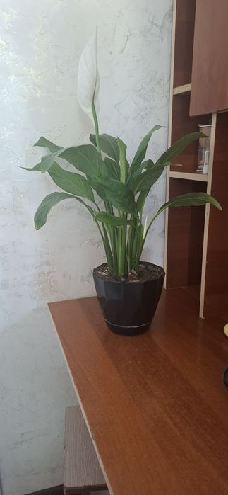 Продам цветы женское счастье