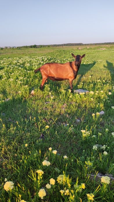 Vând țap rasa alpină franceză.