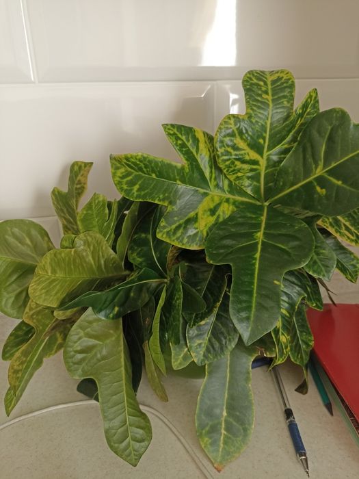 Комнатный цветок кротон