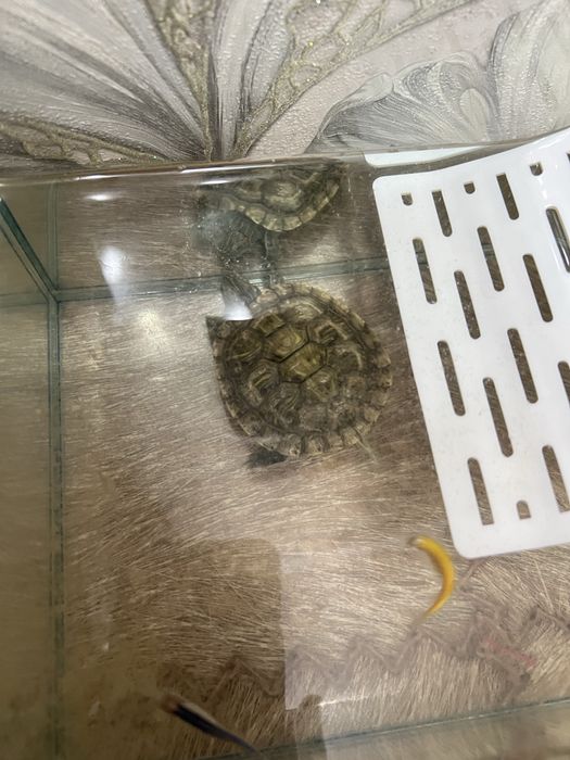 Продам черепаху красноухую