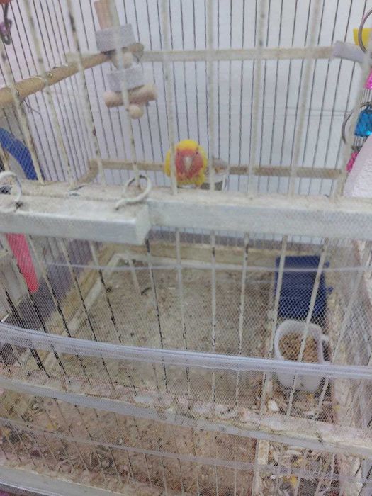 Продаются попугаи неразлучники