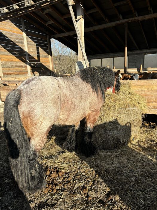 Vand armasar , de 5 ani