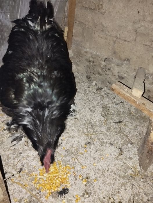 Qora brama xoroz rostakasim yirik