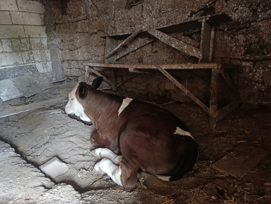 Vând vițel de 2  luni
