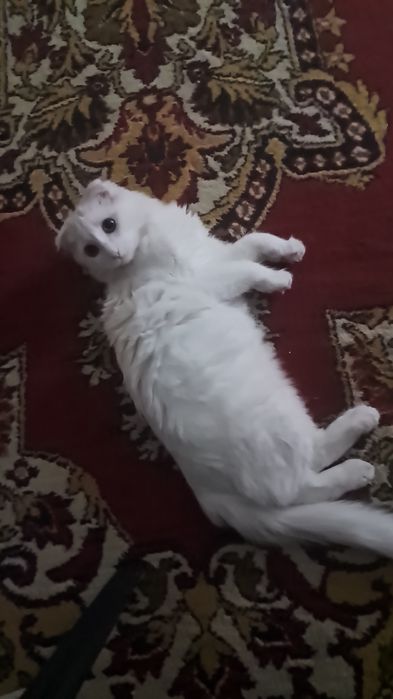 Ищу кота для вязки