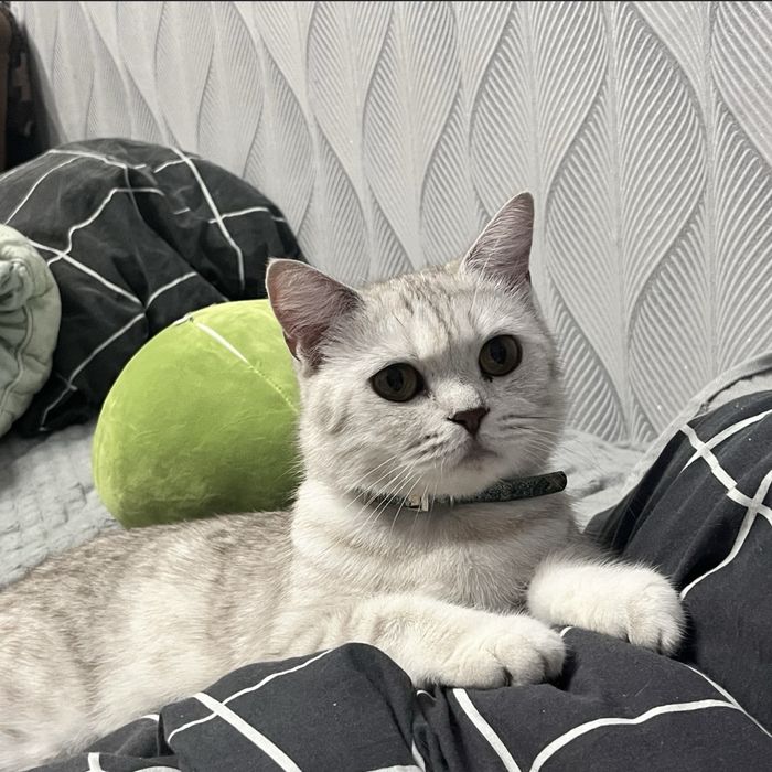 Кошка