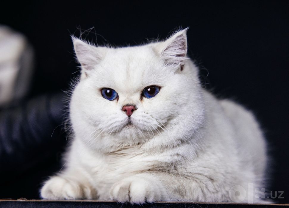 Вязка    British Shorthair