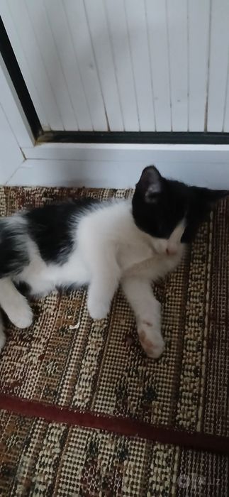 Котенок девочка,2 месяца,в добрые и заботливые руки.Лоток знает.