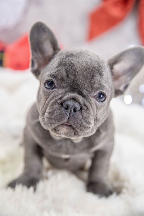 bulldog francez blue fetita