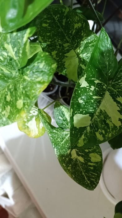 Сингониумы и другие цветы