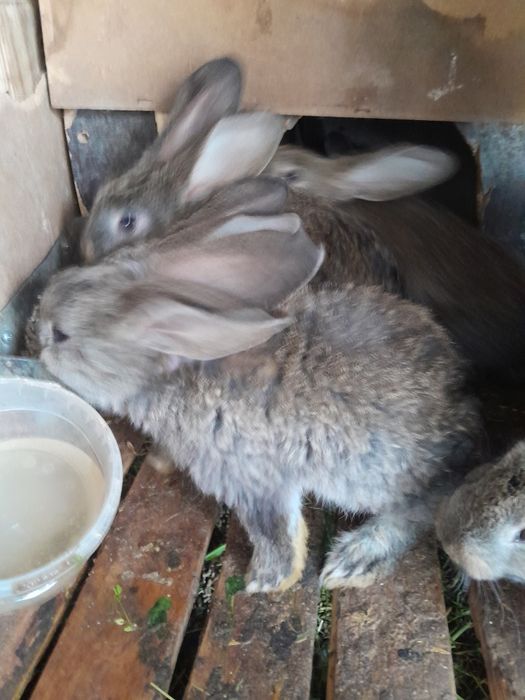 Кролики  крольчата