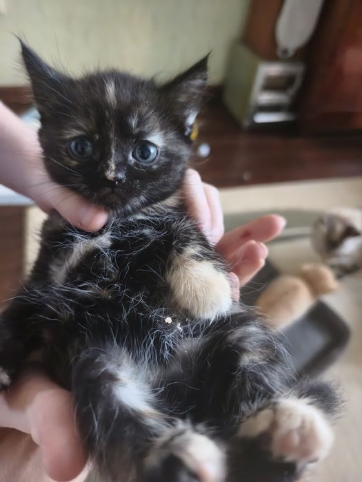котята  в добрые руки