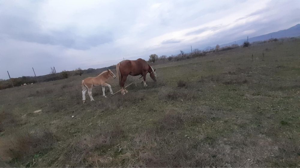 Iapa cu manz de vanzare