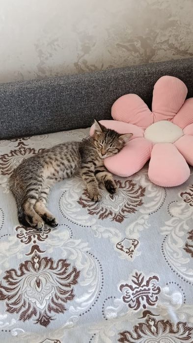 отдам котенка пол мальчик