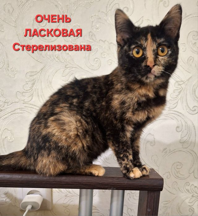 Ищет дом маленькое счастье ..Стерелизована