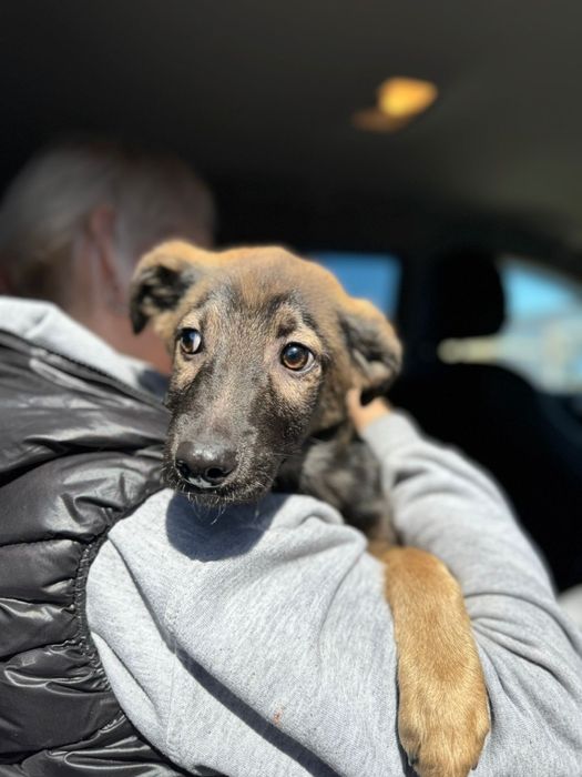 Отдам щенка в добрые руки