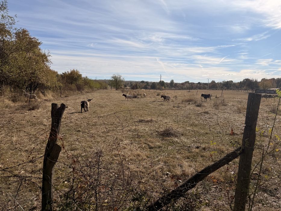 Capre boer si sannen