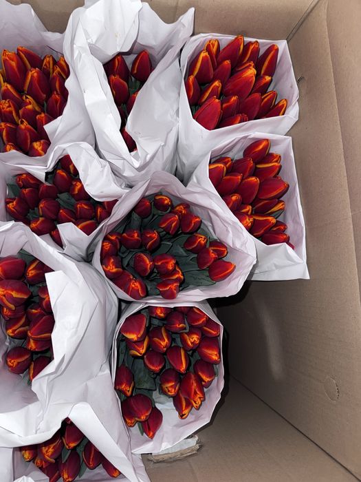 Тюльпаны опт и розница