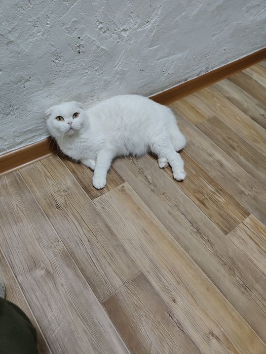 Кошечка Скоттиш Фолд