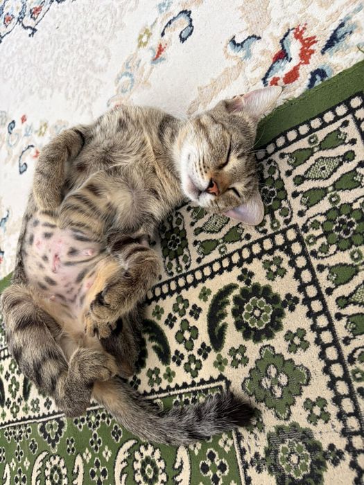 Кошка в добрые руки!!!