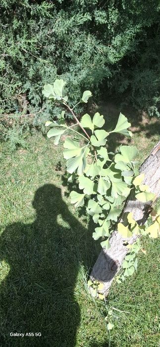 Дерево гинкго билоба  двухлопастный высота 7-8 метров в ташкенте