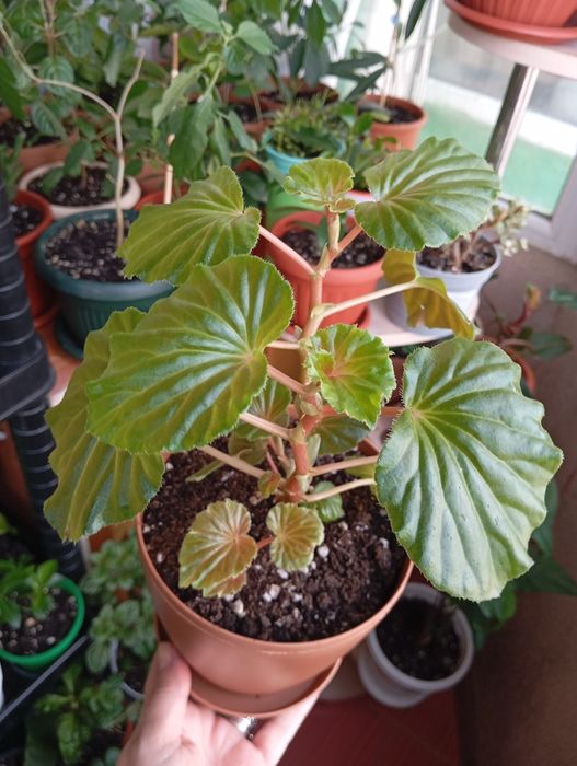 Продам цветы комнатные