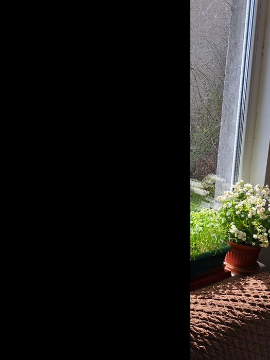 Рог от елен със 4 израстъкаа