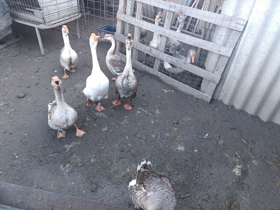 Oua de incubat de la aceste giste