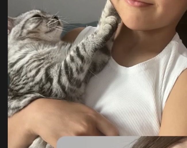 Котенок девочка в добрые руки