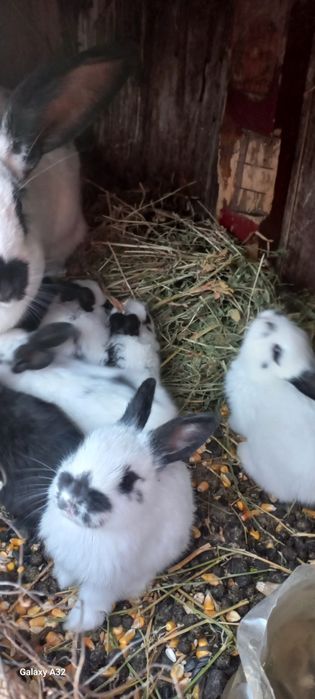 Iepurași, fluture german, Uriaș