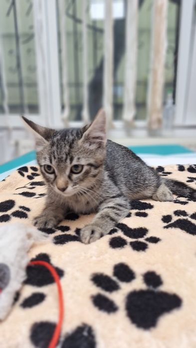 Adopție pui pisoi două luni