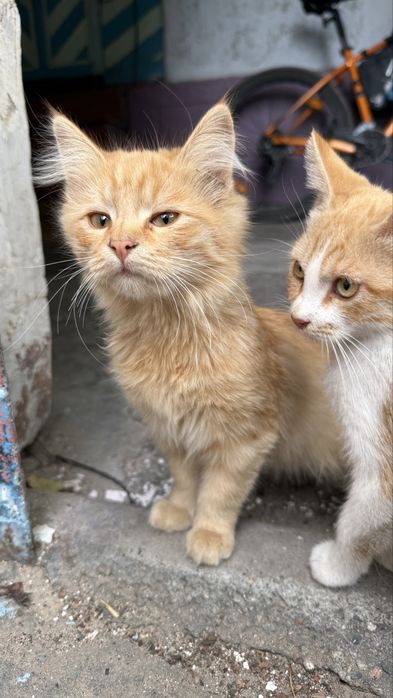 Котики 3 месяца ищут хозяев