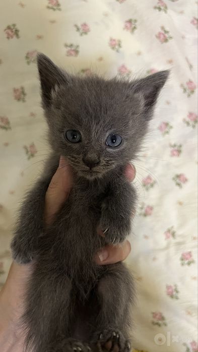 Котенок продается