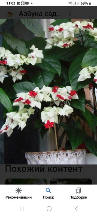 Комнатные цветы,домашние