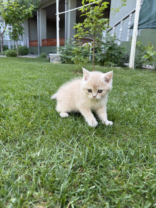 Britanskiy Shinshils 2 ta ogil bola