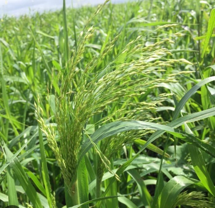 Семена суданской травы