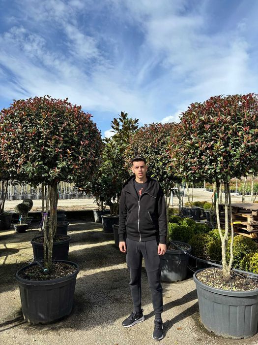 Plante Ornamentale Premium pentru Curți și Grădini