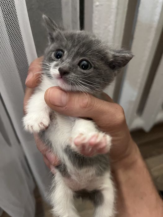 Отдам котят четверо