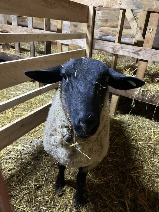 Berbec/berbecut  suffolk