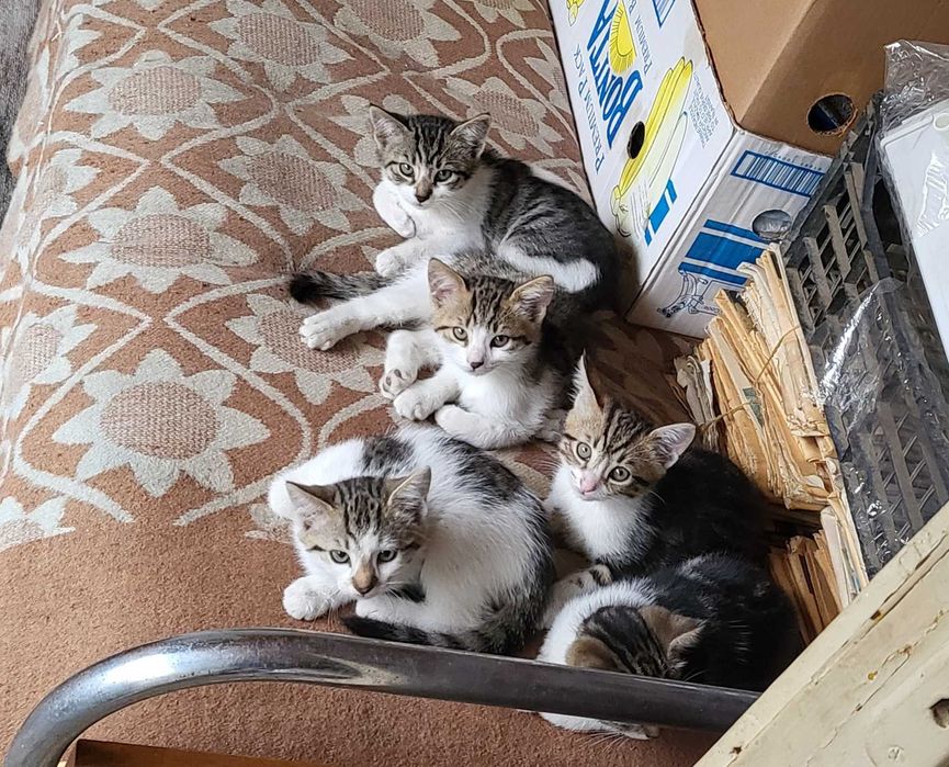 Подаряваме малки котенца