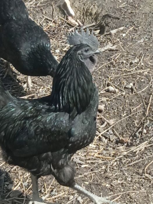 Uxeyilyuy tuxumlari sotiladi. Яйца курицы Ухэйилюй зелёные