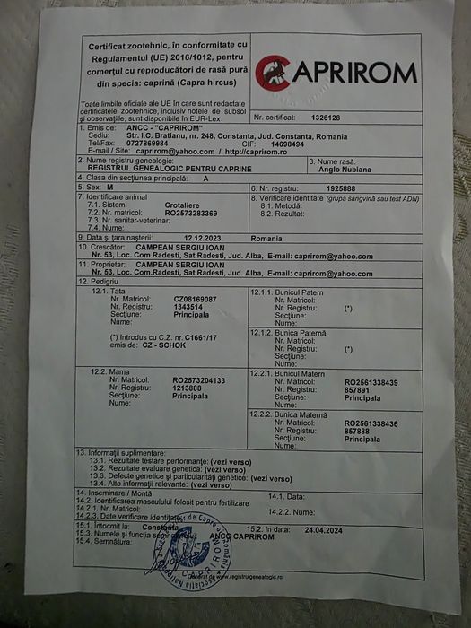 Țap anglo nubian cu certificat de origine