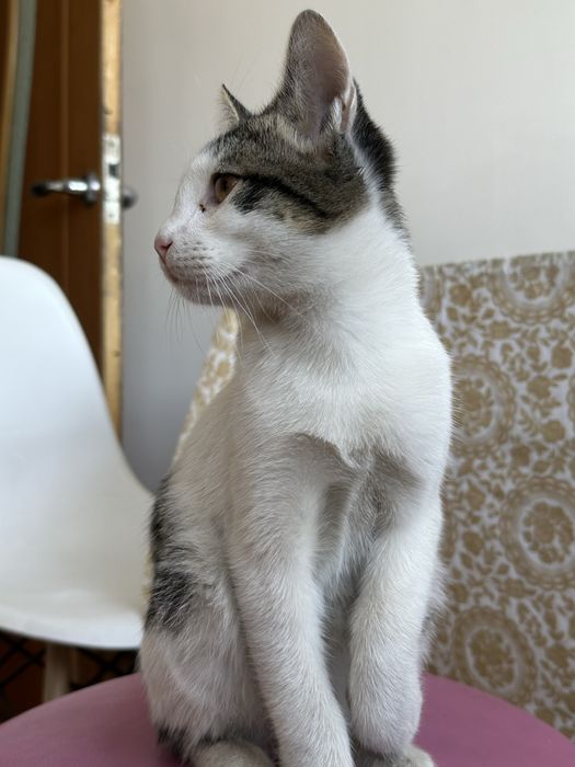 Котенок, мальчик
